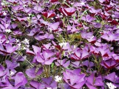 紫叶酢浆草什么时候开花（花期是几月）,紫叶酢