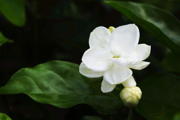 养茉莉花用什么土好 茉莉花开花后怎么办