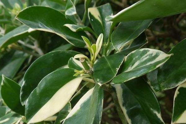 非洲茉莉图片大全 非洲茉莉花语及寓意