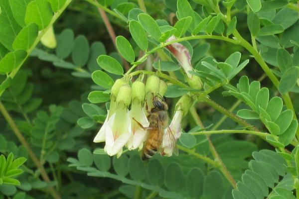 2018种黄芪赚钱吗？黄芪种植的利润与投资成本及前景预测