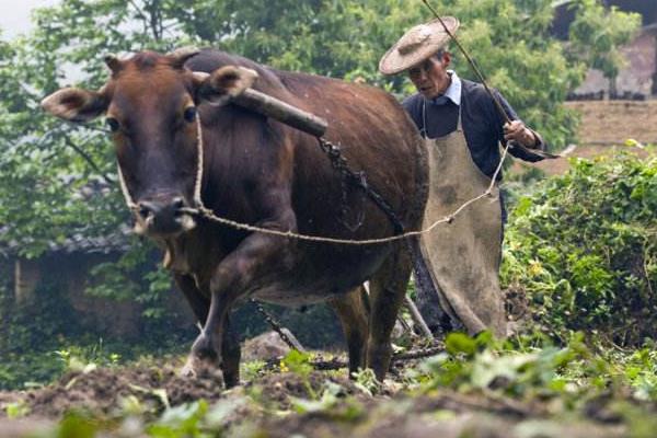 黄牛苗市场价格多少钱一头 小黄牛养殖技术