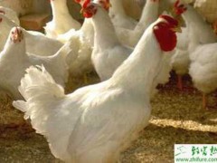 养殖白羽肉鸡育雏期间的卫生防疫工作