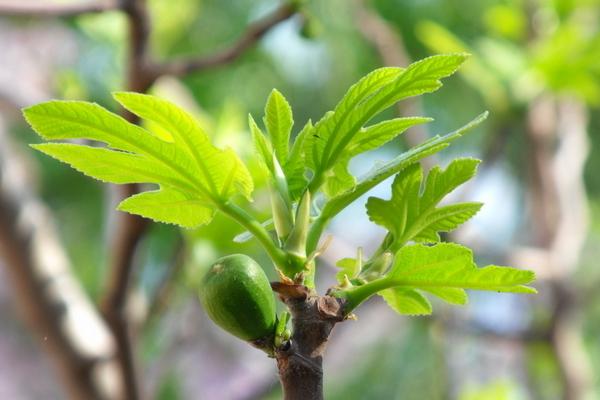 无花果叶治疗白斑的方法