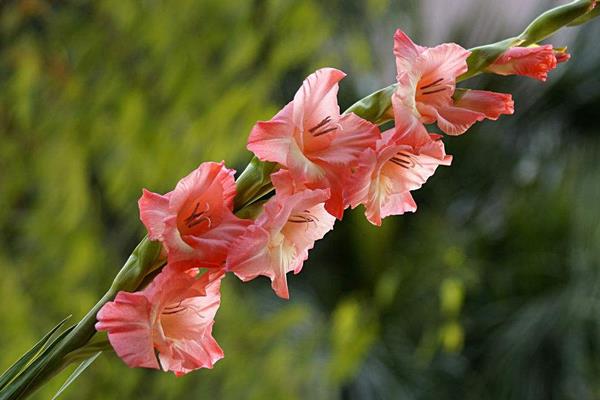 唐菖蒲图片大全 唐菖蒲花语及寓意 唐菖蒲有哪些品种