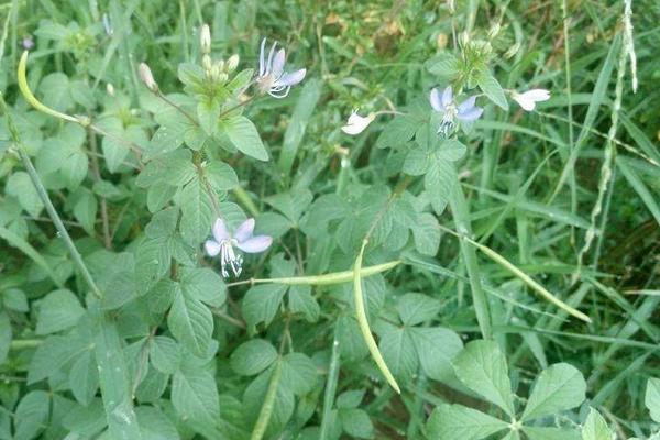 白花菜市场价格多少钱一斤 白花菜产地在哪里