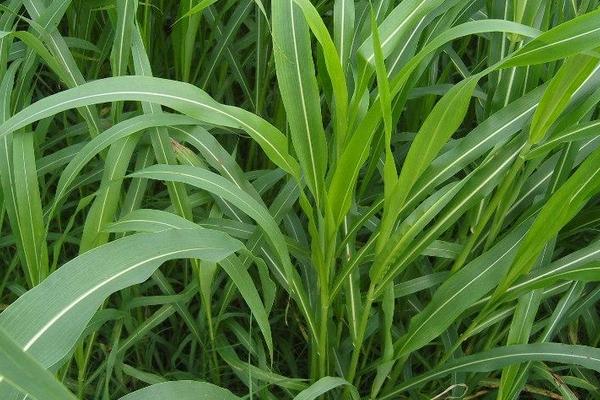 2018种黑麦草赚钱吗？黑麦草种植的利润与投资成本及前景预测