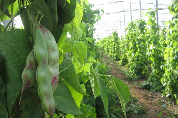 紫扁豆科学种植技术