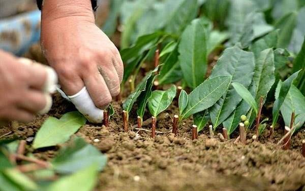 桂花树不开花的原因及解决方法 桂花树生长不佳的原因