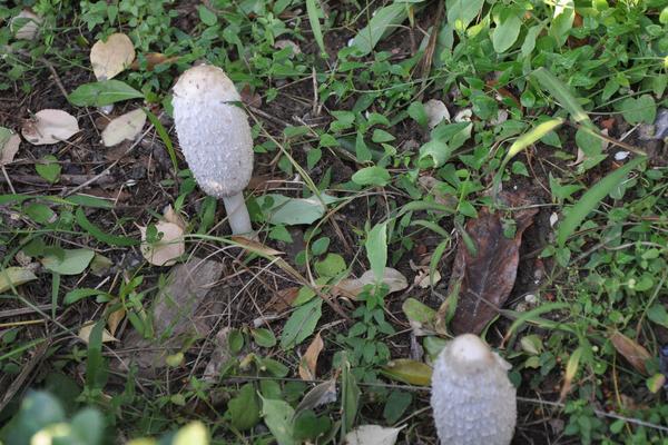 2018种鸡腿菇赚钱吗？鸡腿菇种植的利润与投资成本及前景预测