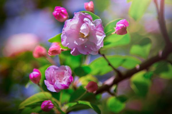 海棠花图片大全 海棠花花语及寓意 海棠花有几种（什么颜色）