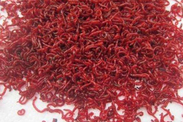 红虫市场价格多少钱一斤 红虫怎么保存