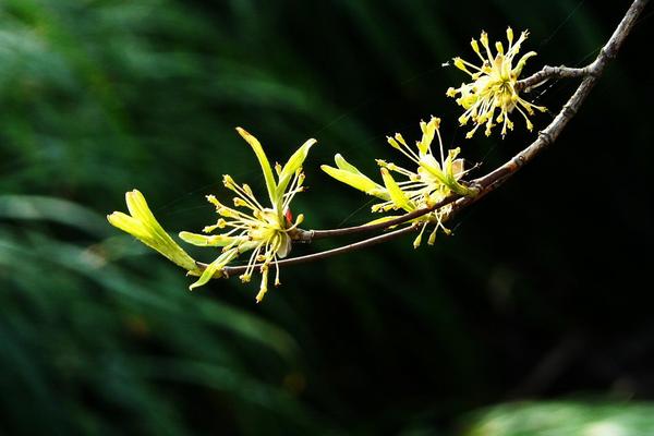 2018种山茱萸赚钱吗？山茱萸种植的利润与投资成本及前景预测