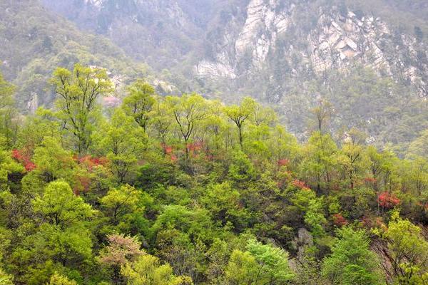 2018种山茱萸赚钱吗？山茱萸种植的利润与投资成本及前景预测