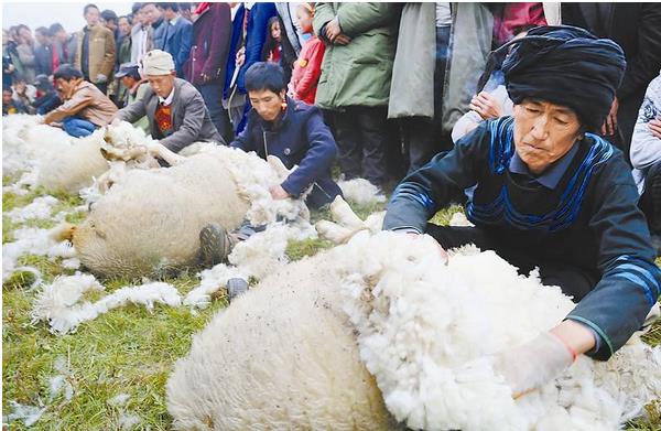 羊毛市场价格多少钱一斤 我国的羊毛主要出产自哪里