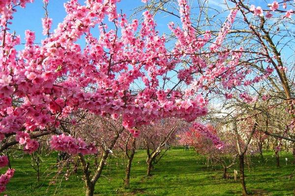 桃花图片大全 桃花花语及寓意 关于桃花的诗句有哪些