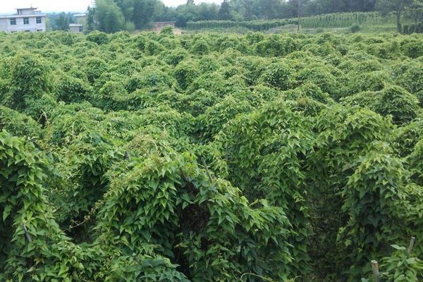 山药种植技术与栽培管理，附田间注意事项