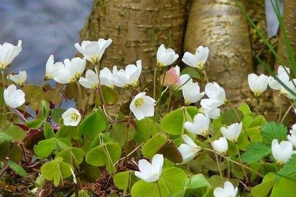 银莲花怎么种 银莲花种植方法与注意事项