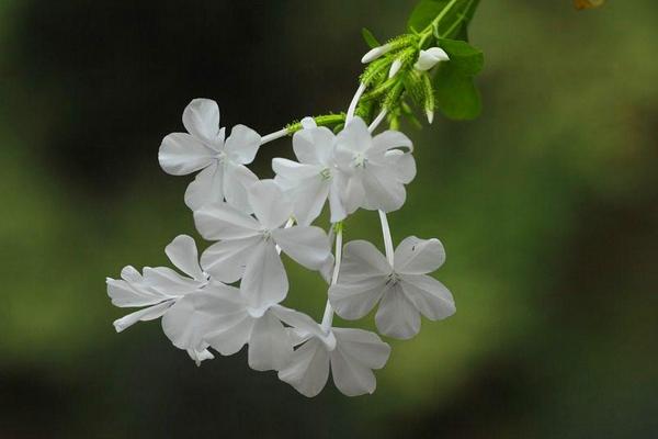 白雪花的养殖方法