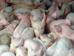 15公斤仔猪市场价格多少钱,养猪成本与利润