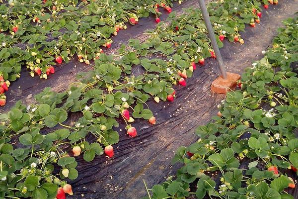 奶油草莓怎么种植