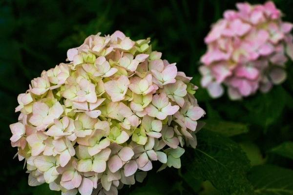 2018种八仙花赚钱吗？八仙花种植的利润与投资成本及前景预测