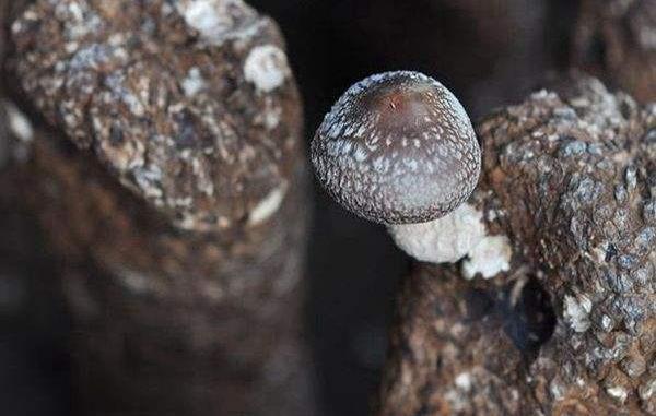 香菇种植技术与注意事项 香菇出菇时喷水技巧