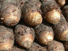 香芋亩产多少斤,香芋的种植技术与管理方法