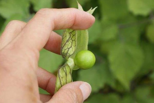 灯笼果种植技术 灯笼果什么时候种植