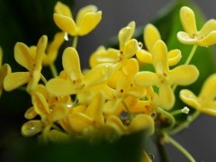 桂花乌龙茶制作方法,桂花乌龙茶功效与作用