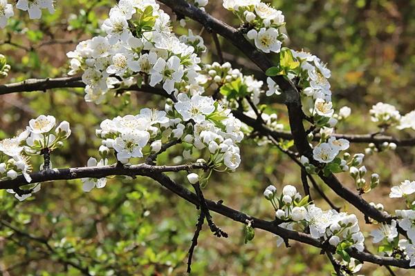 2018种李子赚钱吗？李子种植的利润与投资成本及前景预测