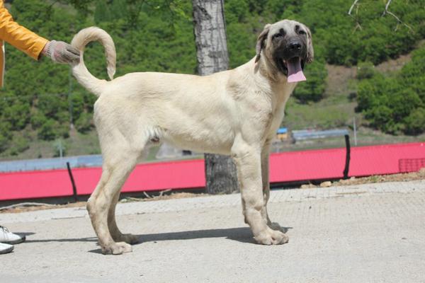 坎高犬市场价格多少钱一只 坎高犬的性格特征