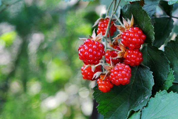 冬天能种树莓吗