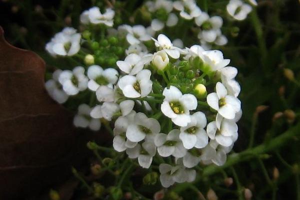 香雪球图片大全 香雪球花语及寓意