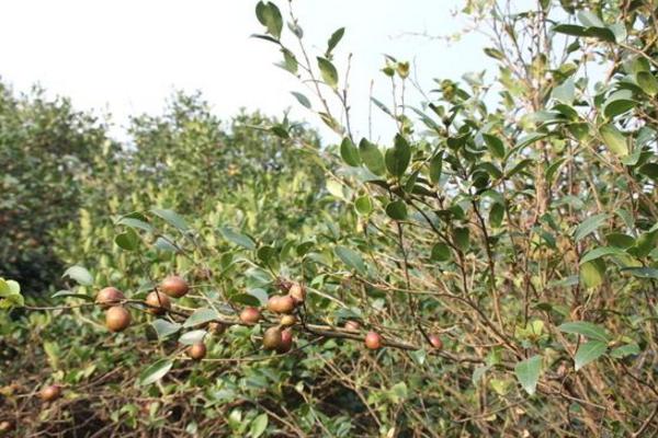 山茶树种植技术 山茶树几年结果