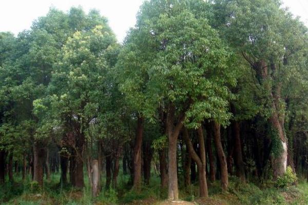 香樟树苗市场价格多少钱一棵 香樟树苗种植技术