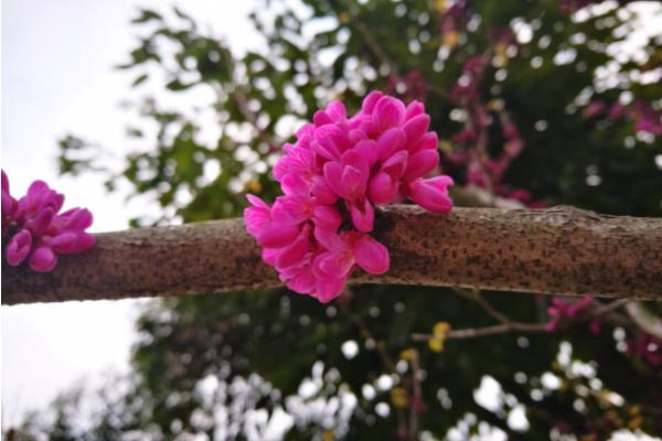 紫荆花图片大全 紫荆花语及寓意