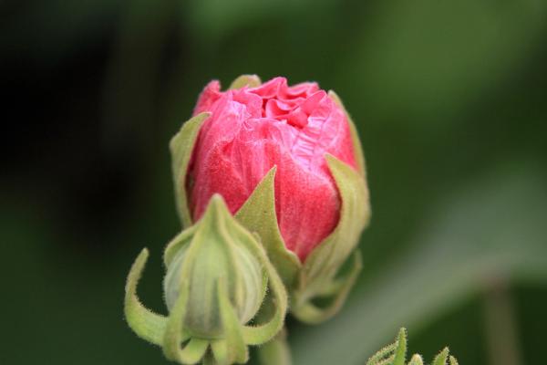 木芙蓉花功效与作用 木芙蓉花药用价值