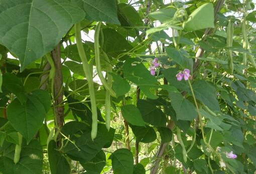 2017种植芸豆的前景和市场价格行情