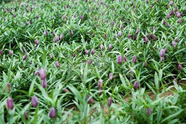 平贝母怎么种 平贝母种植技术