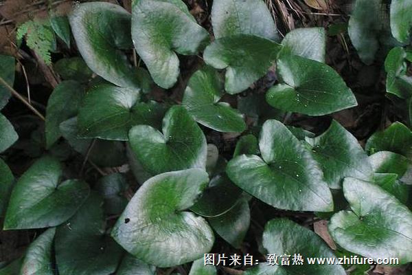 2018种细辛赚钱吗？细辛种植的利润与投资成本及前景预测