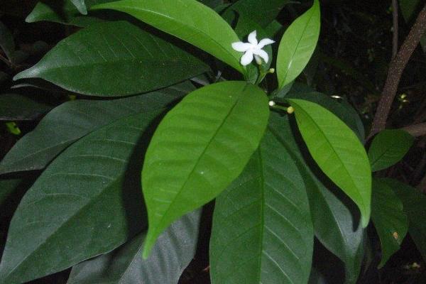 狗牙花图片大全 狗牙花花语及寓意