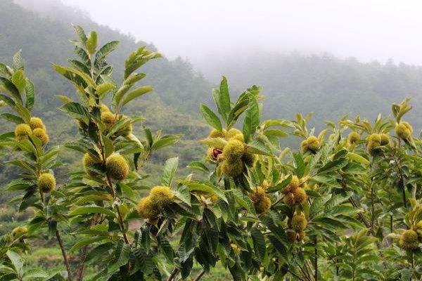 大红袍板栗种植条件