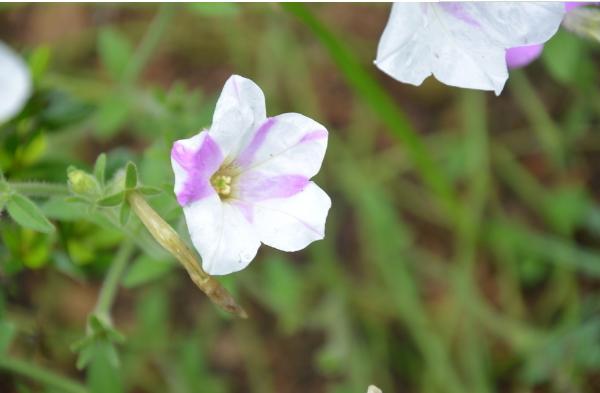 紫茉莉图片大全 紫茉莉花语及寓意