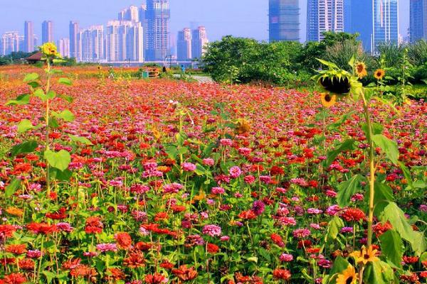 2018种百日草赚钱吗？百日草种植的利润与投资成本及前景预测