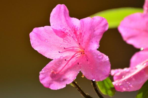 杜鹃花图片大全 杜鹃花花语及寓意