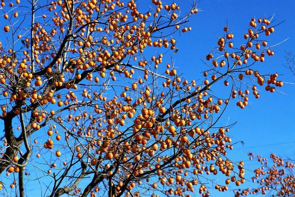 2018种柿子赚钱吗？柿子种植的利润与投资成本及前景预测