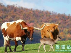 育肥高档肉牛的技巧