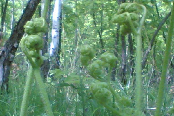 2018种蕨菜赚钱吗？蕨菜种植的利润与投资成本及前景预测