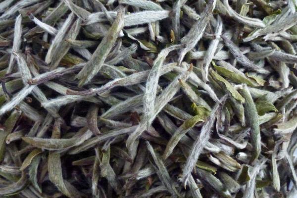 白茶的功效与作用及禁忌 白茶有保质期吗