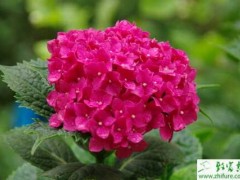 种八仙花环斑病的防治